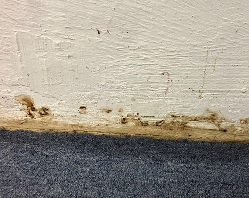 Hamilton Water Damage image 3