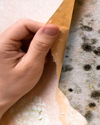 Mold after water damage