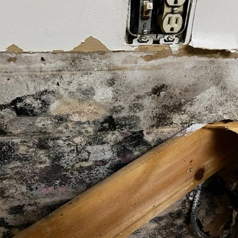 Mold from water leak